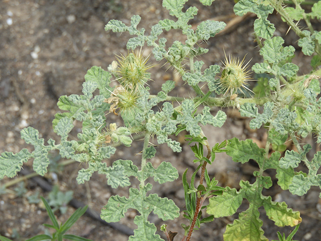 Solanum rostratum (Buffalo bur) #89057