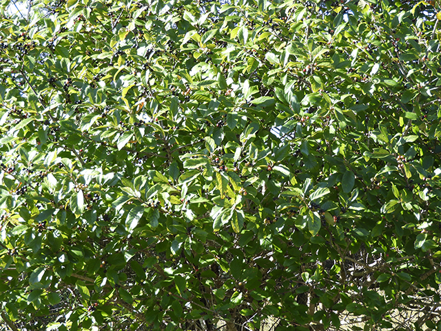 Frangula caroliniana (Carolina buckthorn) #89148