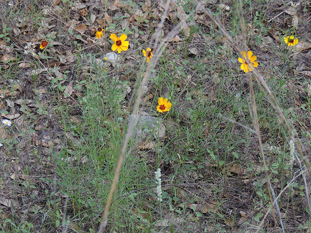 Thelesperma filifolium var. filifolium (Stiff greenthread) #89215