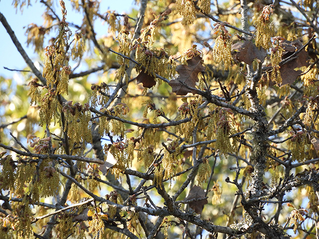 Quercus marilandica var. marilandica (Blackjack oak) #89279