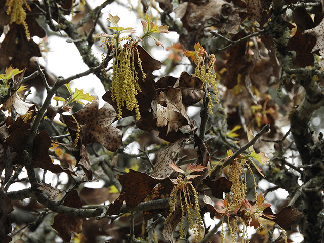 Quercus marilandica var. marilandica (Blackjack oak) #89287