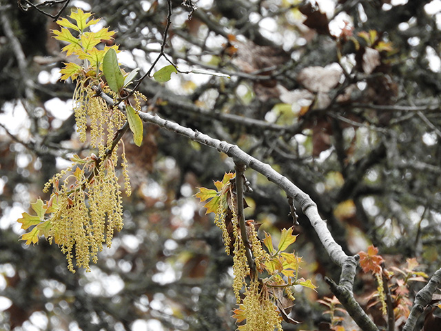 Quercus marilandica var. marilandica (Blackjack oak) #89289