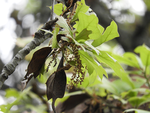 Quercus marilandica var. marilandica (Blackjack oak) #89291