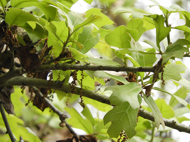 Quercus marilandica var. marilandica (Blackjack oak) #89292