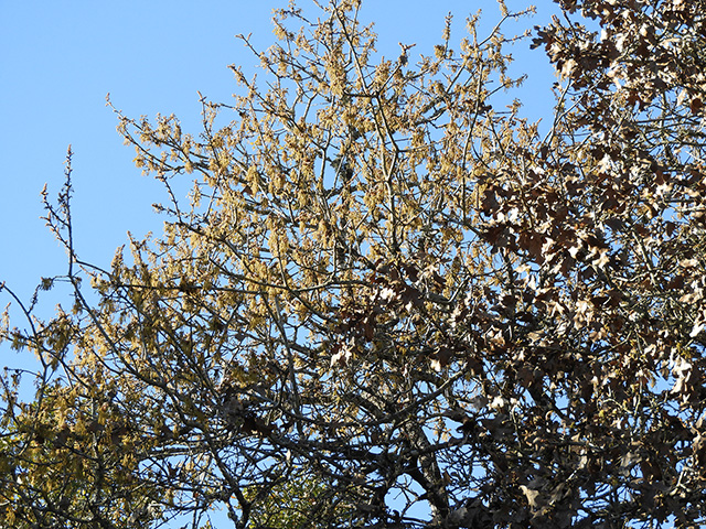 Quercus marilandica (Blackjack oak) #89308