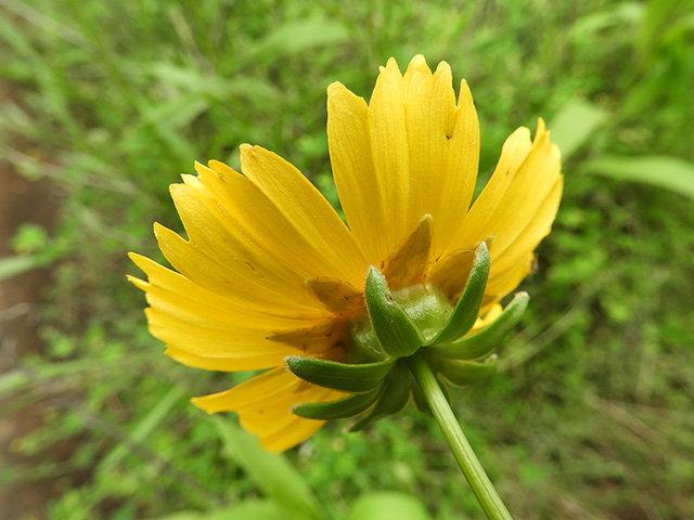 Coreopsis grandiflora var. longipes (Largeflower tickseed) #89497