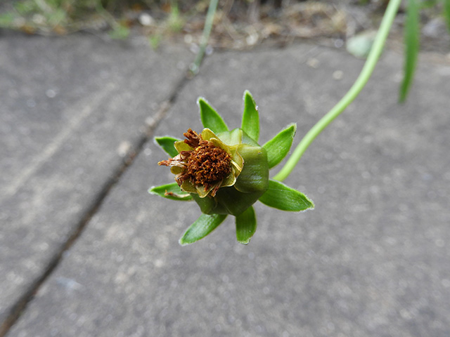 Coreopsis grandiflora var. longipes (Largeflower tickseed) #89509