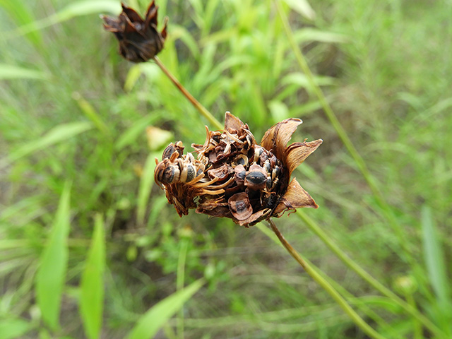 Coreopsis grandiflora var. longipes (Largeflower tickseed) #89515