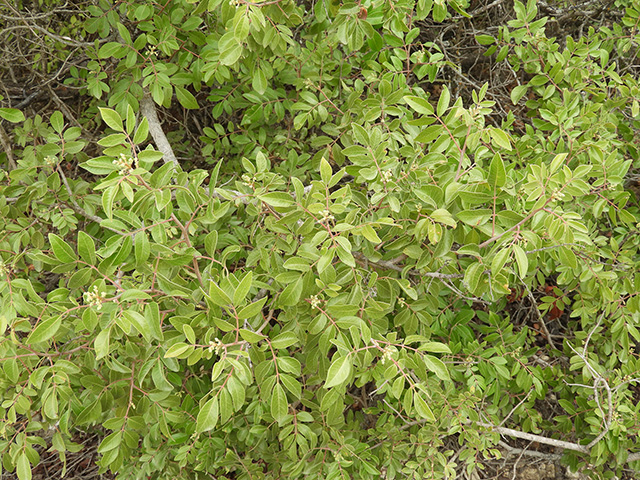 Rhus virens var. virens (Evergreen sumac) #89621