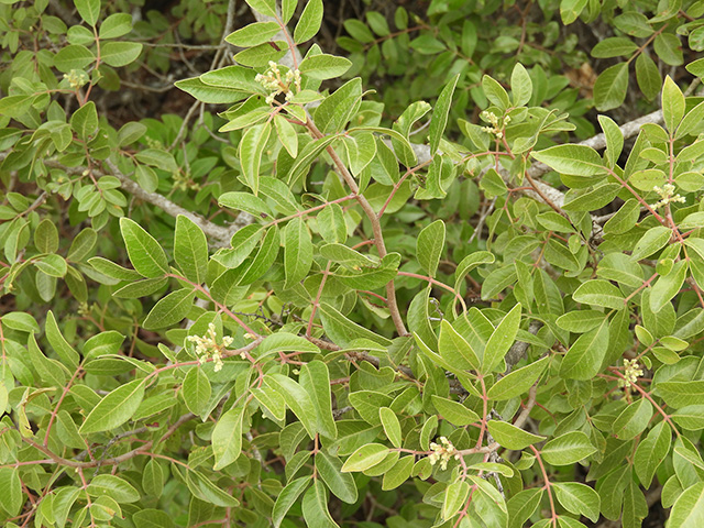 Rhus virens var. virens (Evergreen sumac) #89622