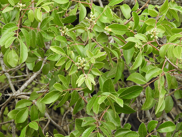 Rhus virens var. virens (Evergreen sumac) #89623