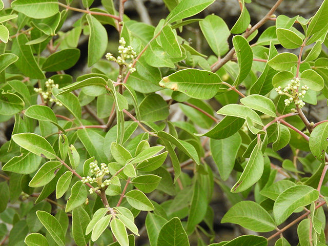 Rhus virens var. virens (Evergreen sumac) #89624