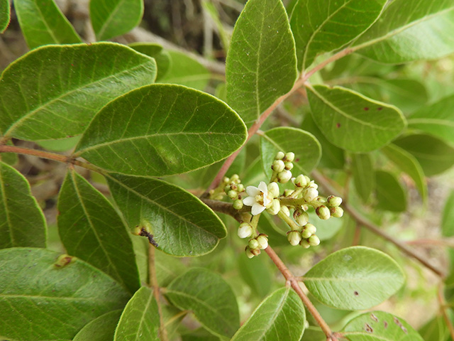 Rhus virens var. virens (Evergreen sumac) #89625