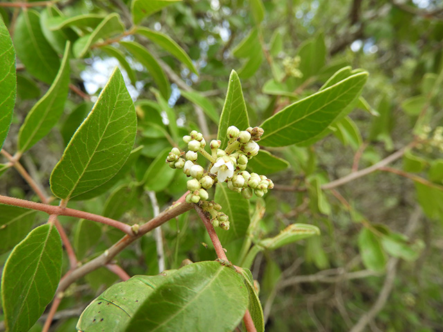 Rhus virens var. virens (Evergreen sumac) #89626