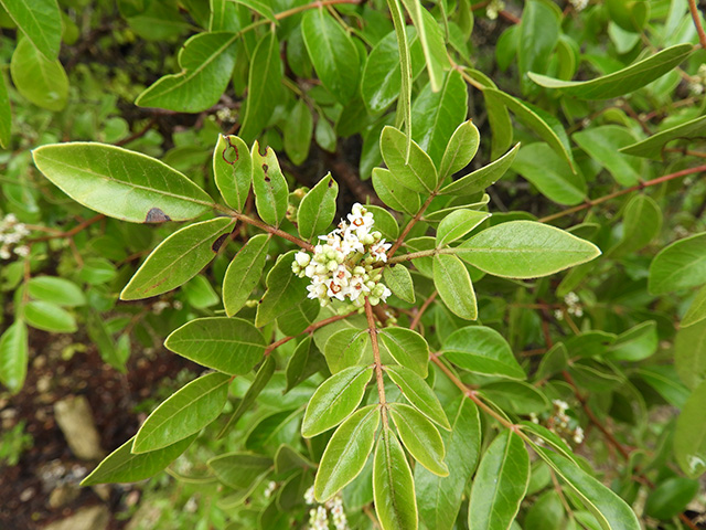 Rhus virens var. virens (Evergreen sumac) #89628