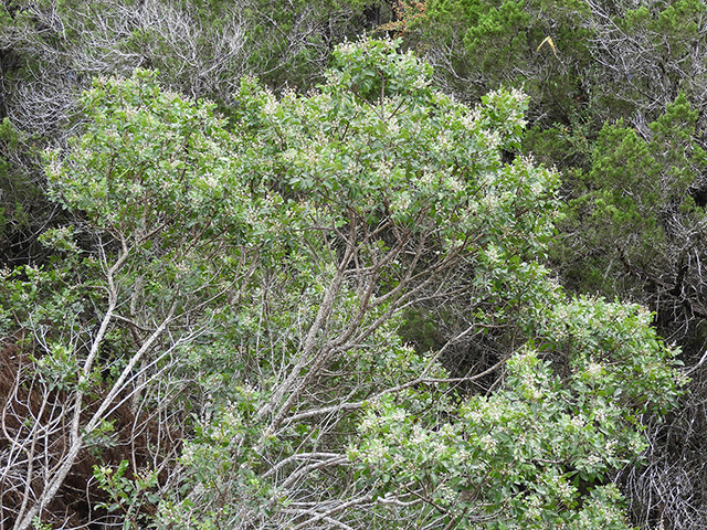 Rhus virens var. virens (Evergreen sumac) #89630