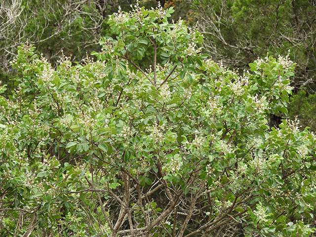 Rhus virens var. virens (Evergreen sumac) #89631