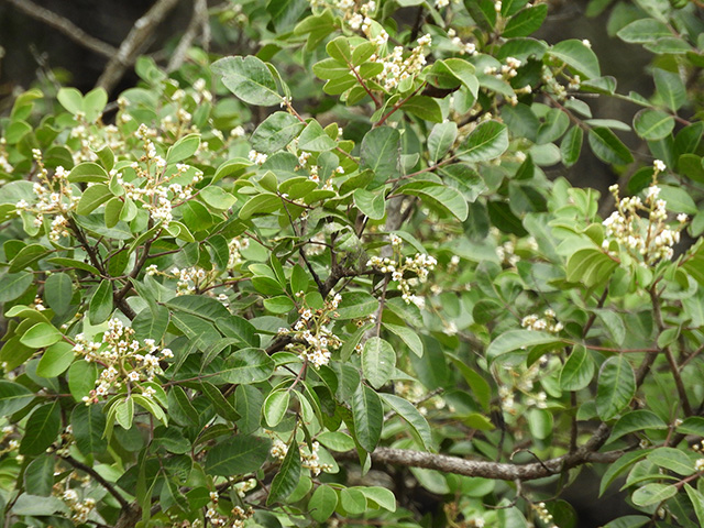 Rhus virens var. virens (Evergreen sumac) #89632