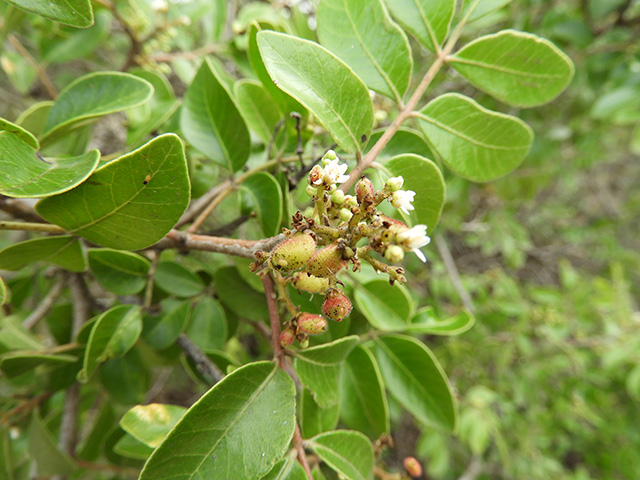 Rhus virens var. virens (Evergreen sumac) #89633