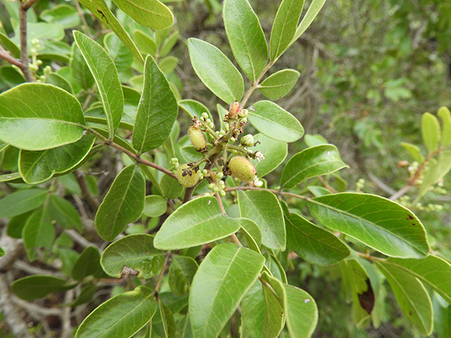 Rhus virens var. virens (Evergreen sumac) #89634