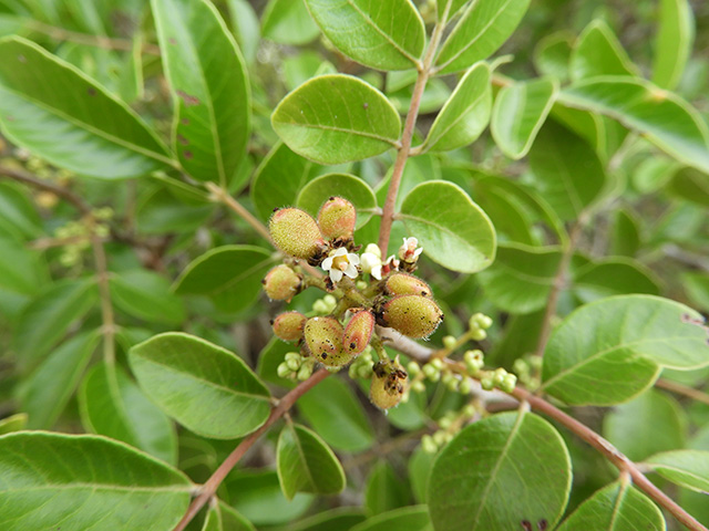 Rhus virens var. virens (Evergreen sumac) #89635