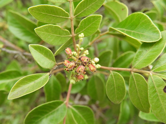 Rhus virens var. virens (Evergreen sumac) #89636