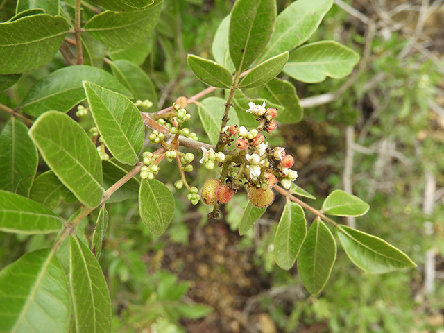 Rhus virens var. virens (Evergreen sumac) #89637