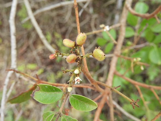 Rhus virens var. virens (Evergreen sumac) #89638