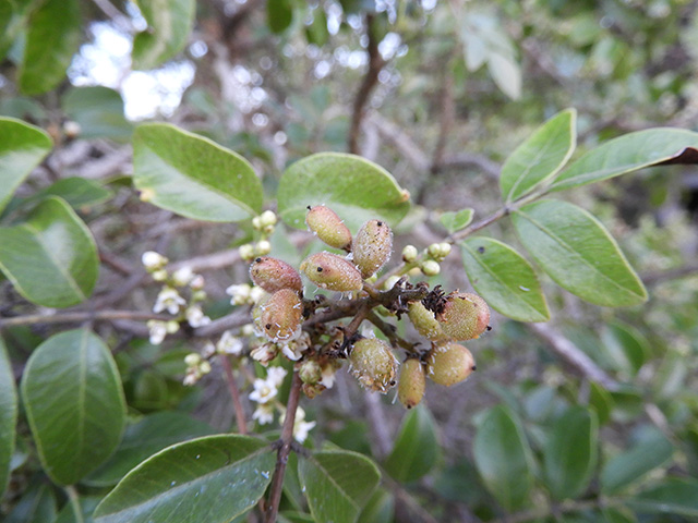 Rhus virens var. virens (Evergreen sumac) #89639