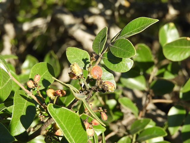 Rhus virens var. virens (Evergreen sumac) #89640