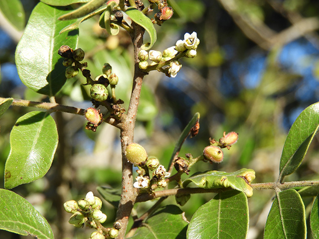 Rhus virens var. virens (Evergreen sumac) #89641