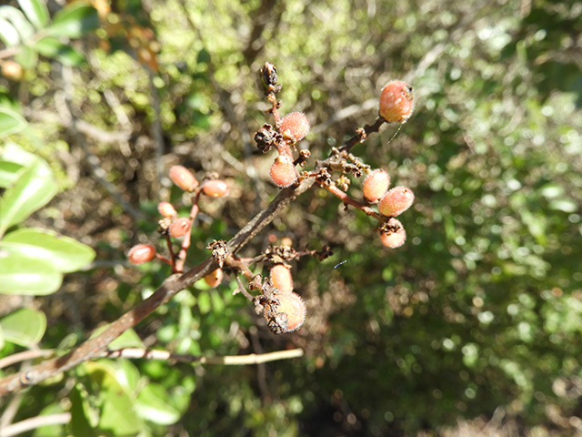 Rhus virens var. virens (Evergreen sumac) #89642