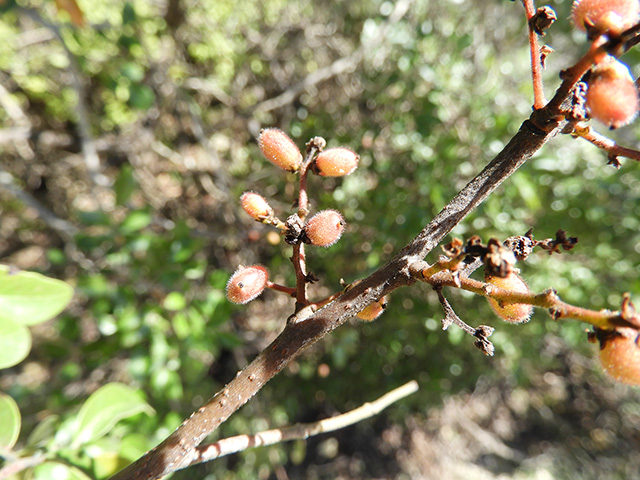 Rhus virens var. virens (Evergreen sumac) #89643