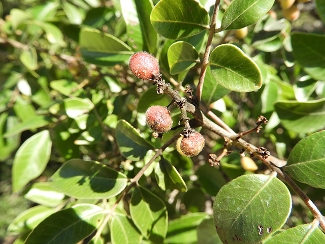 Rhus virens var. virens (Evergreen sumac) #89644