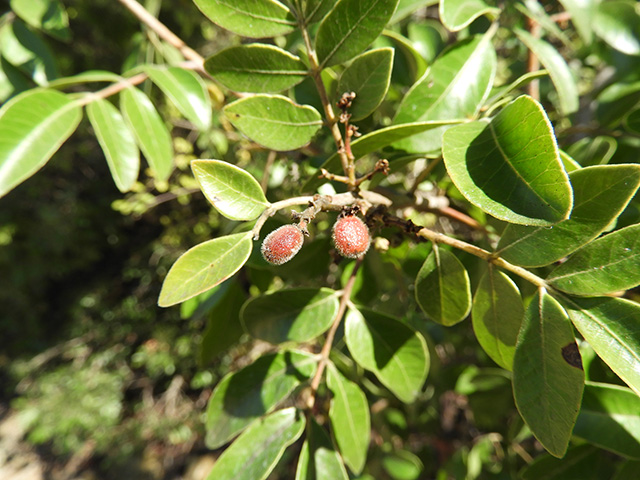 Rhus virens var. virens (Evergreen sumac) #89645