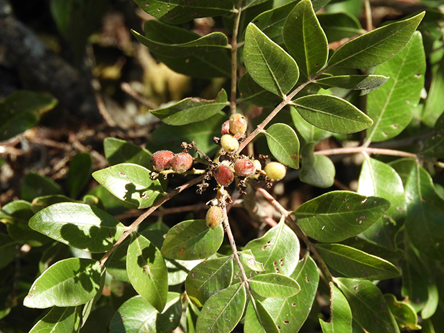 Rhus virens var. virens (Evergreen sumac) #89646