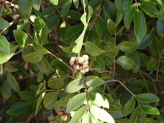 Rhus virens var. virens (Evergreen sumac) #89647