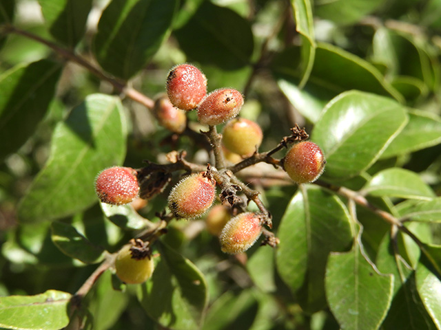 Rhus virens var. virens (Evergreen sumac) #89648