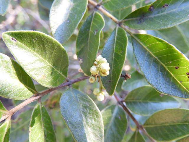 Rhus virens var. virens (Evergreen sumac) #89649