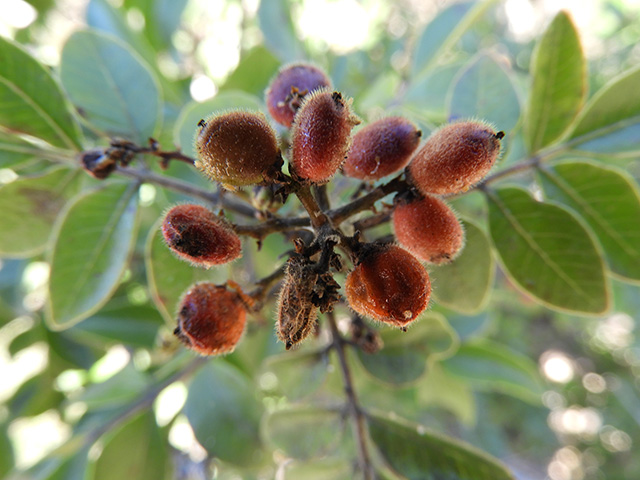 Rhus virens var. virens (Evergreen sumac) #89650