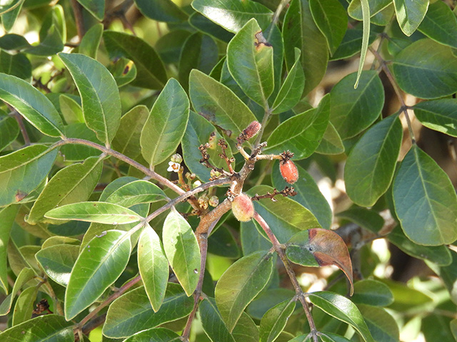 Rhus virens var. virens (Evergreen sumac) #89651