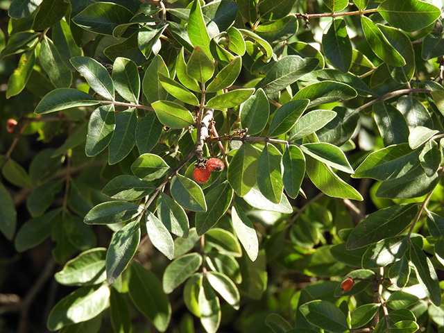 Rhus virens var. virens (Evergreen sumac) #89652