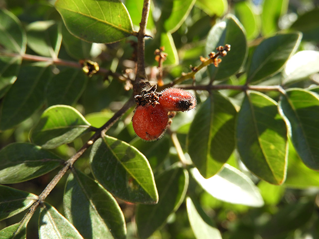 Rhus virens var. virens (Evergreen sumac) #89653