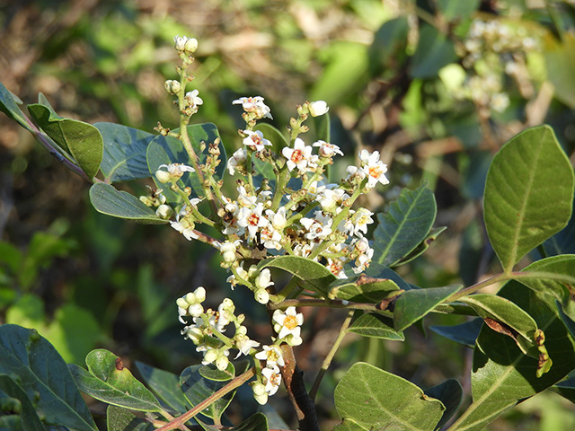 Rhus virens var. virens (Evergreen sumac) #89655