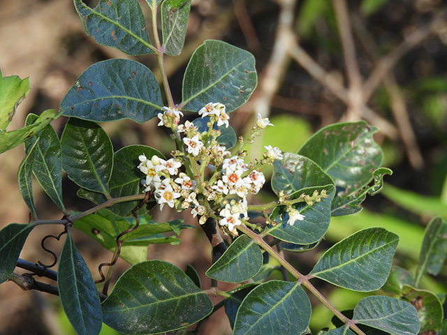 Rhus virens var. virens (Evergreen sumac) #89656