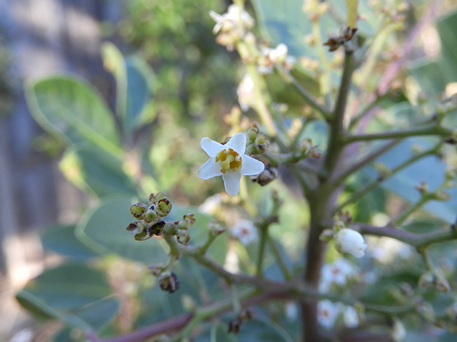 Rhus virens var. virens (Evergreen sumac) #89658