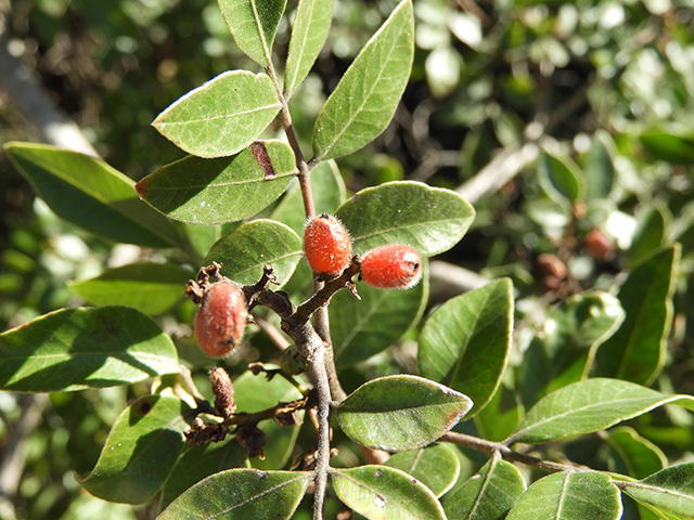 Rhus virens (Evergreen sumac) #89692