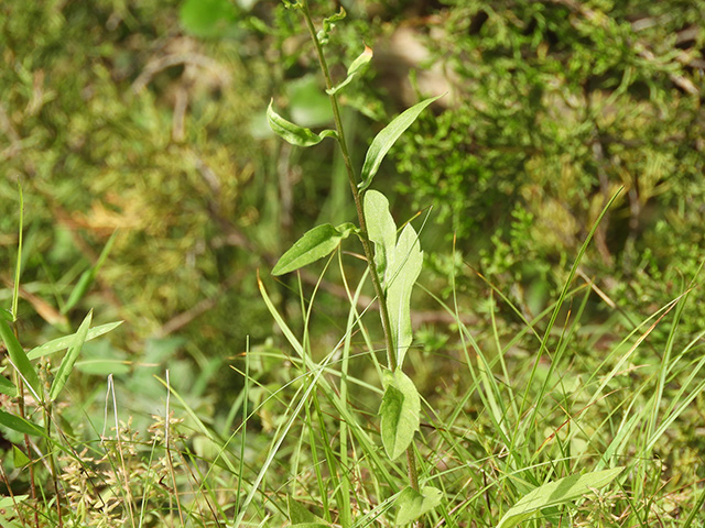 Erigeron strigosus var. beyrichii (Beyrich's fleabane) #90460