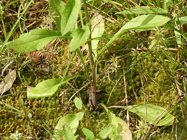 Erigeron strigosus var. beyrichii (Beyrich's fleabane) #90462