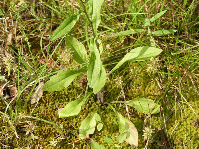 Erigeron strigosus var. beyrichii (Beyrich's fleabane) #90463